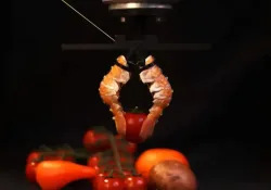 Инновационные биогибридные роботы на основе экзоскелетов ракообразных